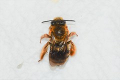 Eucera dubitata