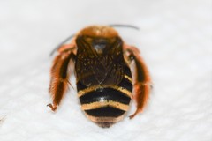 Eucera dubitata