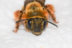 Eucera dubitata