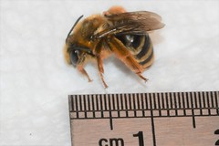 Eucera dubitata