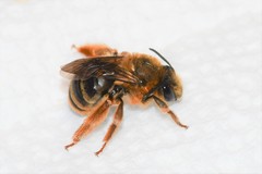 Eucera dubitata