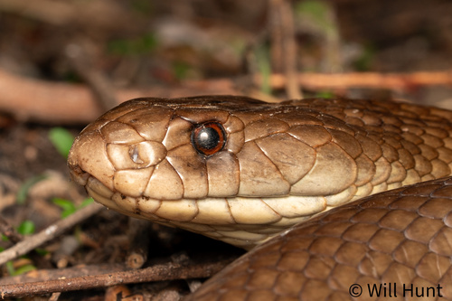 Mulga Snake sighting