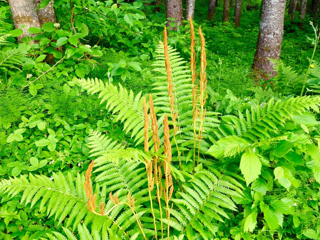 cinnamon fern (Maine Mountains & Coast) · iNaturalist