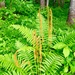 Cinnamon Fern - Photo (c) travelkurt, some rights reserved (CC BY-NC)