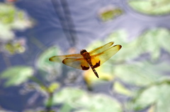 Hydrobasileus croceus