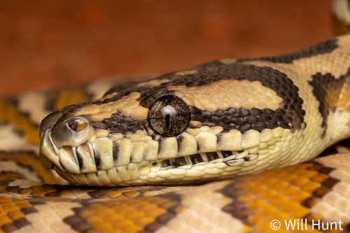 Darwin Carpet Python sighting