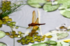 Hydrobasileus croceus