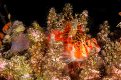 Cirrhitichthys falco