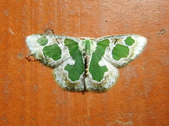 Oospila leucothalera