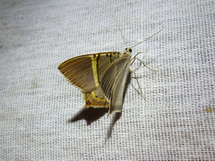 Phrygionis polita