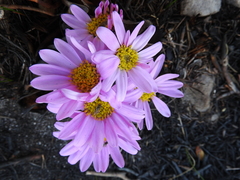 Mairia coriacea