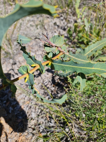 Image of Hakea amplexicaulis by (c) Belinda Forbes, some rights reserved (CC BY)