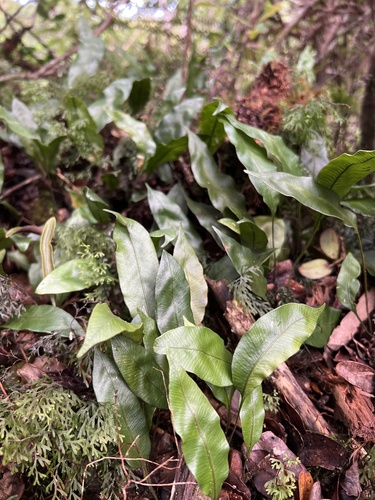 Elaphoglossum pellucidum