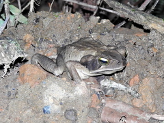 Rhinella crucifer