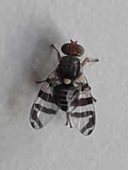 Rhagoletis cingulata
