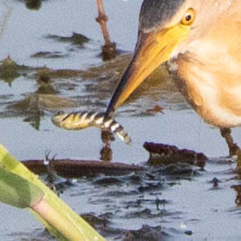 Lake Tuz Killifish