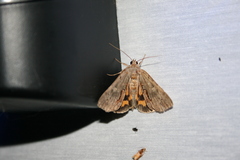 Catocala grynea
