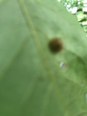 Pachypsylla celtidismamma
