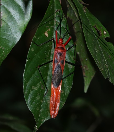 Macrocheraia grandis photo 3