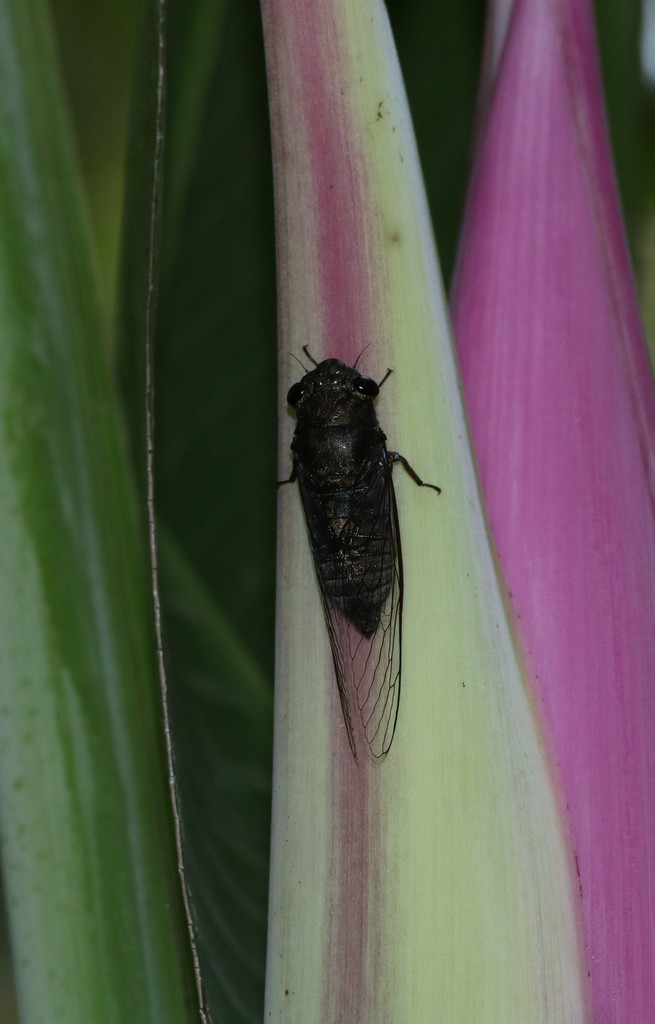 Abroma impatiens