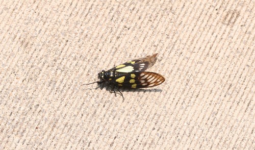 Speckled Black Cicada photo 3