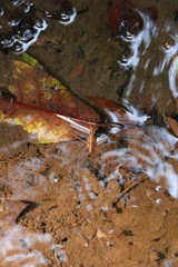Limnometra