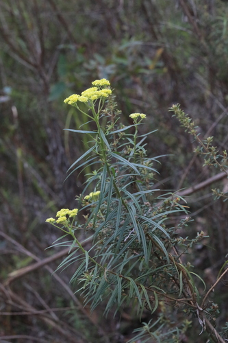 Cassinia aureonitens observed 2024-11-04