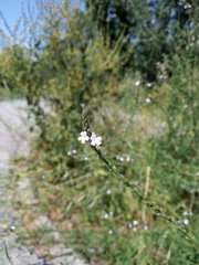 Verbena officinalis