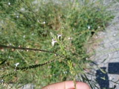 Verbena officinalis