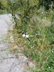 Verbena officinalis