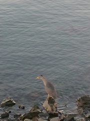 Nycticorax nycticorax