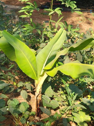 Cavendish banana