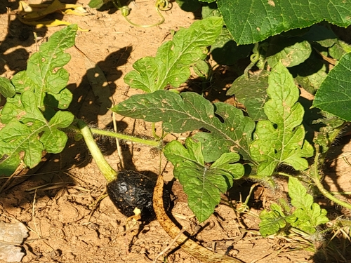 Watermelon