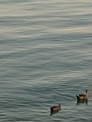 Lophonetta specularioides