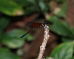 Calopterygoidea