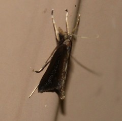 Carectocultus perstrialis