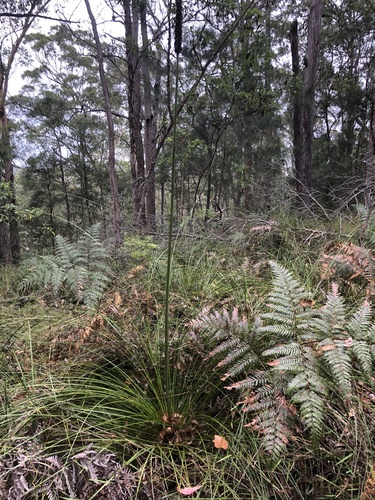 Image of Xanthorrhoea johnsonii by (c) Sam Westbrook, some rights reserved (CC BY)