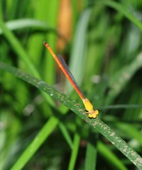 Ceriagrion