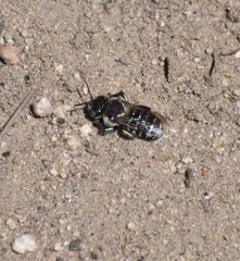 Anthidium