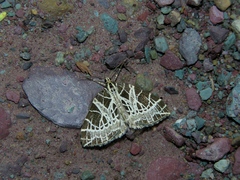 Eustroma reticulata
