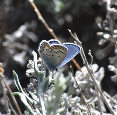 Plebejus fridayi