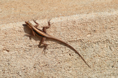 Tropidurus semitaeniatus