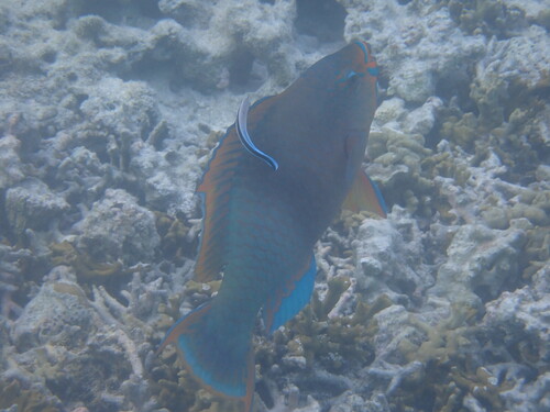 Hoogvin-papegaaivis (Scarus altipinnis) — Scaridae — 3