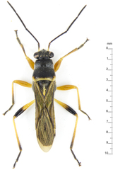 Hyginus auricomus