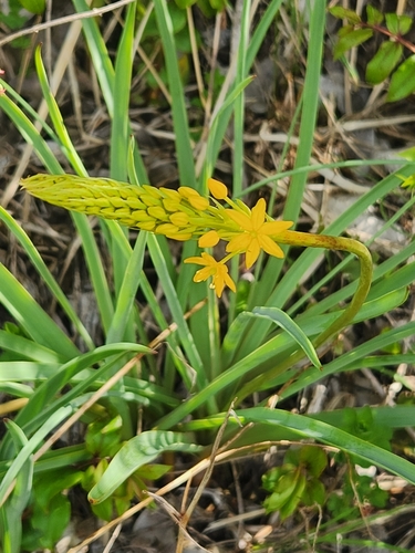 Image of Bulbinella hookeri by no rights reserved