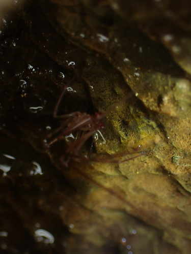 Nesticus iriei