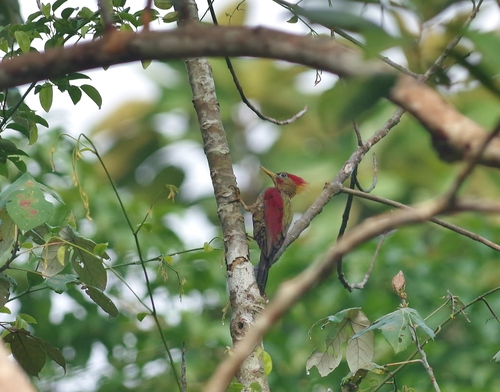 Picus puniceus