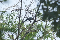 Phaenicophaeus sumatranus