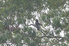 Anthracoceros malayanus