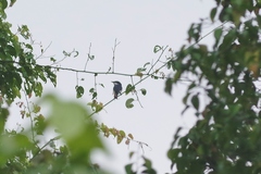 Hemipus hirundinaceus